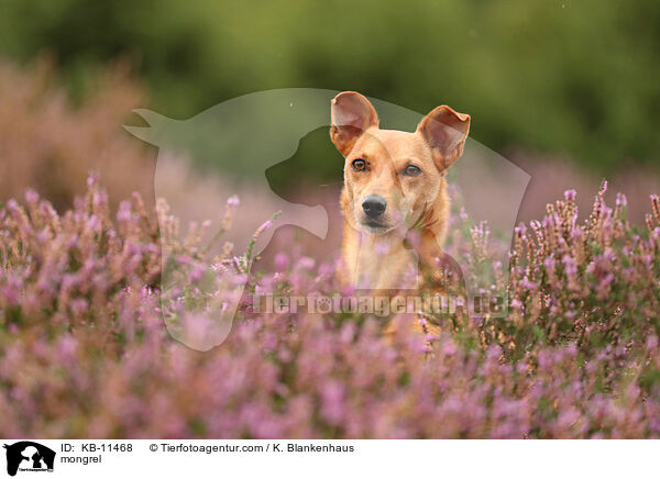 Mischling / mongrel / KB-11468