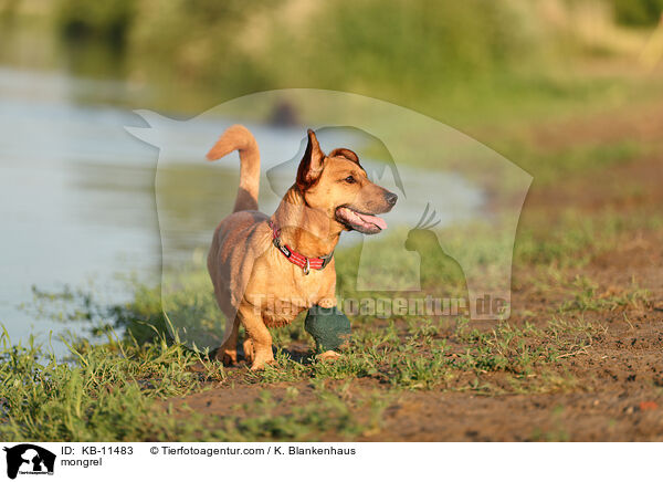 Mischling / mongrel / KB-11483