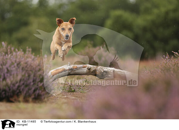 Mischling / mongrel / KB-11485
