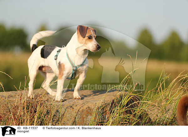 Mischling / mongrel / KB-11537