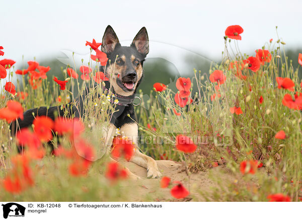 Mischling / mongrel / KB-12048