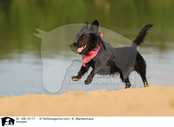 Mischling / mongrel / KB-12117
