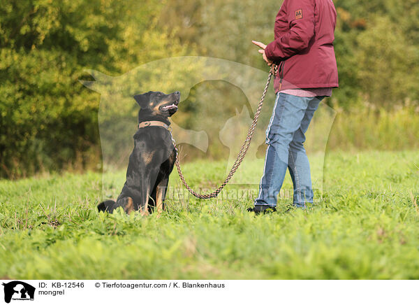 Mischling / mongrel / KB-12546