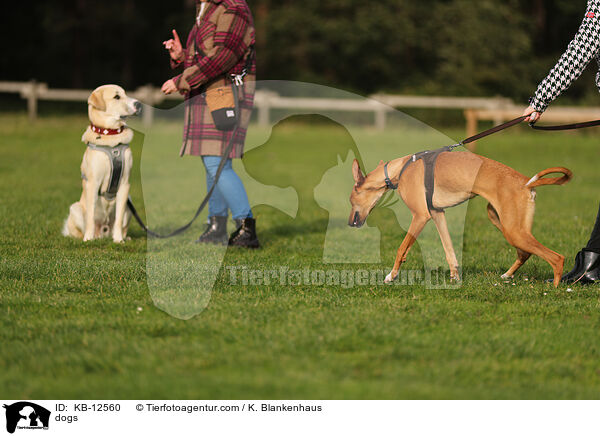 Hunde / dogs / KB-12560