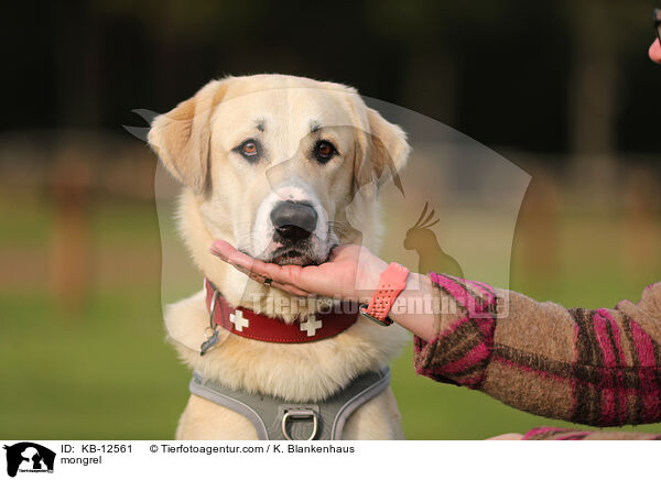Mischling / mongrel / KB-12561