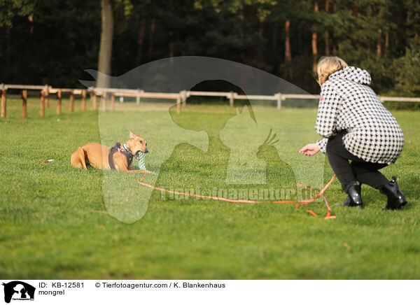 Mischling / mongrel / KB-12581
