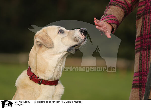 Mischling / mongrel / KB-12583