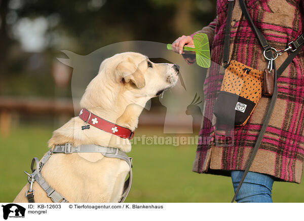 Mischling / mongrel / KB-12603