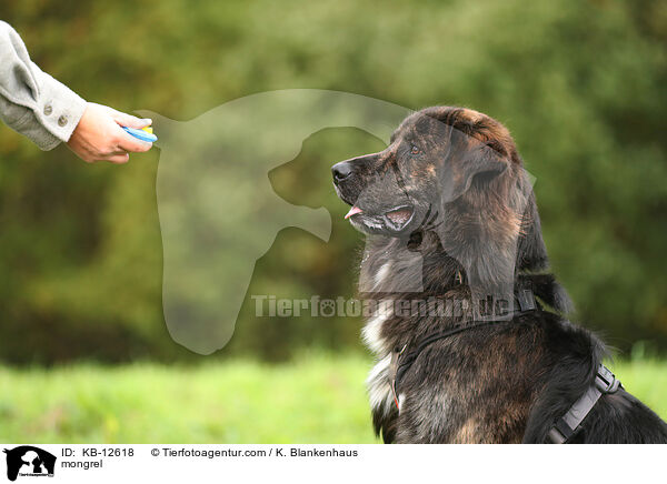 Mischling / mongrel / KB-12618