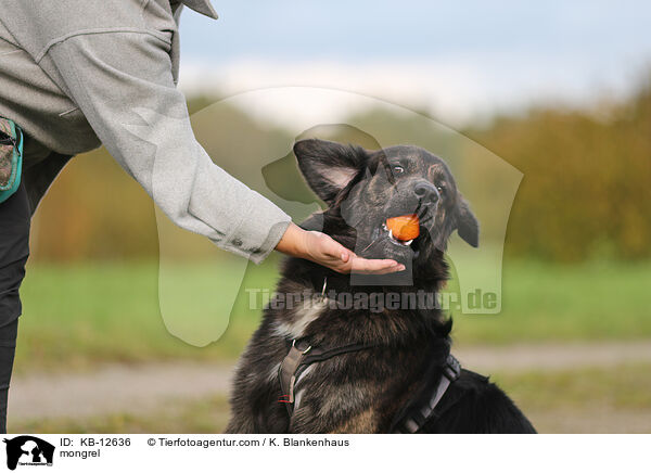 Mischling / mongrel / KB-12636