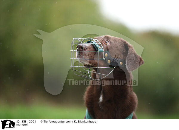 Mischling / mongrel / KB-12661