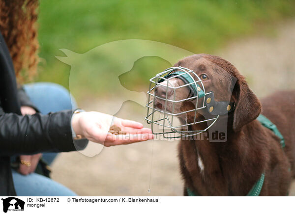 Mischling / mongrel / KB-12672
