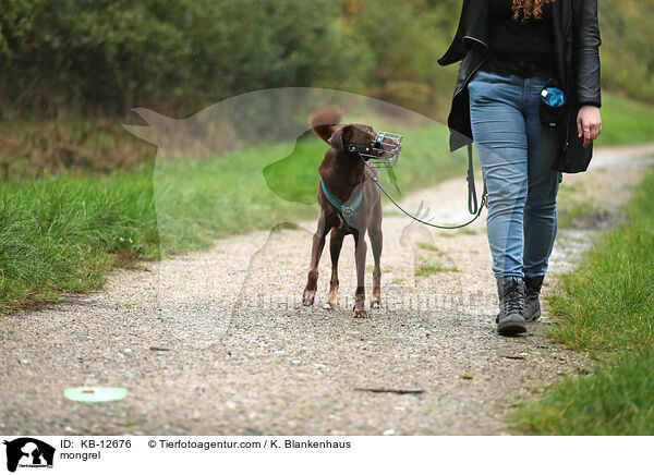 Mischling / mongrel / KB-12676