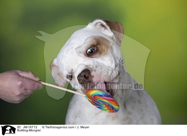 Bulldog-Mischling / Bulldog-Mongrel / JM-16712