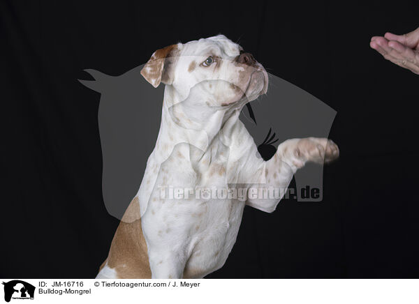 Bulldog-Mischling / Bulldog-Mongrel / JM-16716