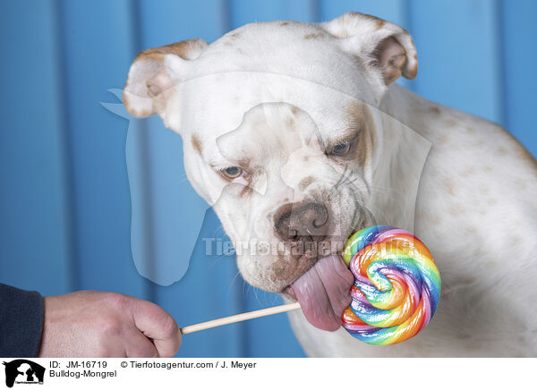 Bulldog-Mischling / Bulldog-Mongrel / JM-16719