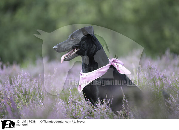 Mischling / mongrel / JM-17638