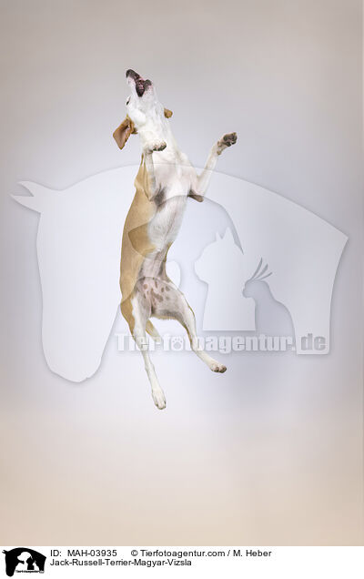 Jack-Russell-Terrier-Magyar-Vizsla / Jack-Russell-Terrier-Magyar-Vizsla / MAH-03935