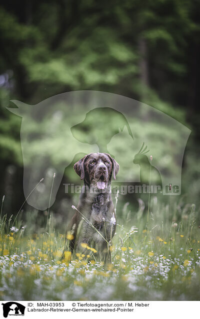 Labrador-Retriever-Deutsch-Drahthaar / Labrador-Retriever-German-wirehaired-Pointer / MAH-03953
