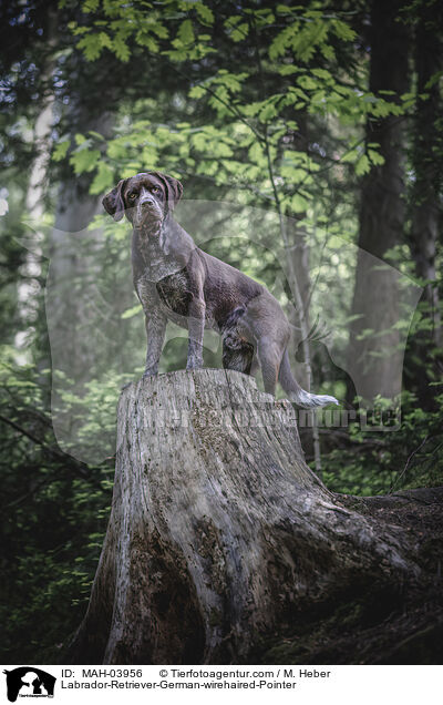 Labrador-Retriever-Deutsch-Drahthaar / Labrador-Retriever-German-wirehaired-Pointer / MAH-03956