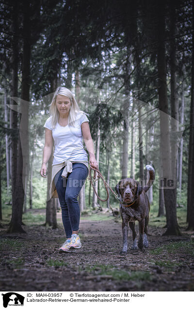 Labrador-Retriever-Deutsch-Drahthaar / Labrador-Retriever-German-wirehaired-Pointer / MAH-03957