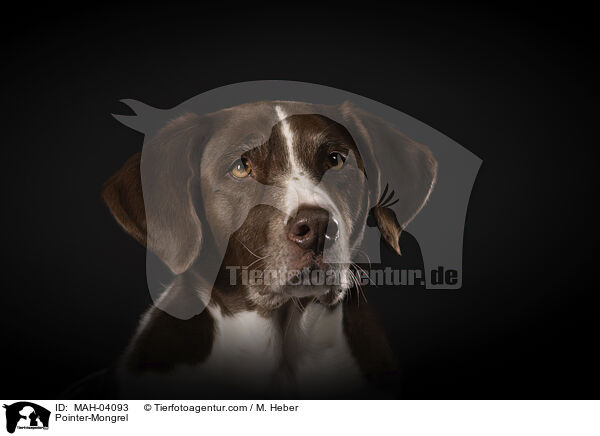 Pointer-Mischling / Pointer-Mongrel / MAH-04093