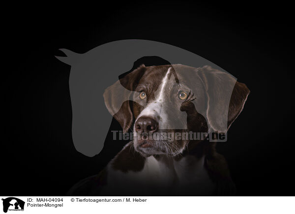 Pointer-Mischling / Pointer-Mongrel / MAH-04094