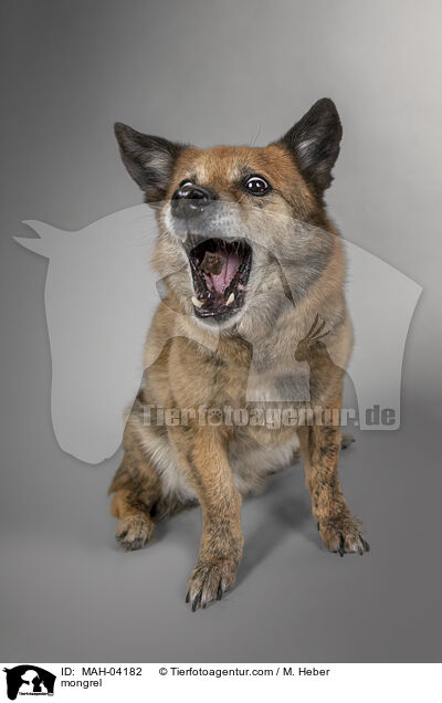 mongrel / MAH-04182