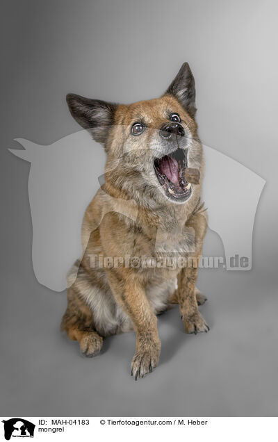 mongrel / MAH-04183