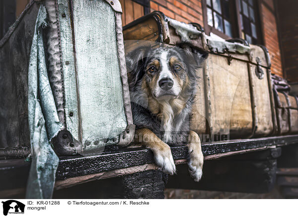 Mischling / mongrel / KR-01288