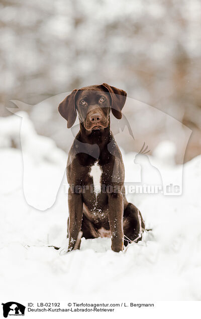 Labrador-Retriever-Deutsch-Kurzhaar / Deutsch-Kurzhaar-Labrador-Retriever / LB-02192