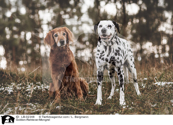 Golden-Retriever-Mongrel / LB-02348