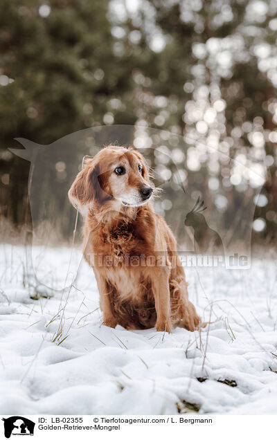 Golden-Retriever-Mischling / Golden-Retriever-Mongrel / LB-02355