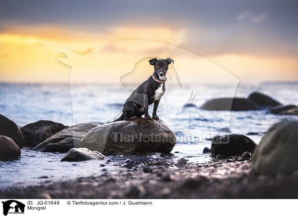 Mischling / Mongrel / JQ-01649