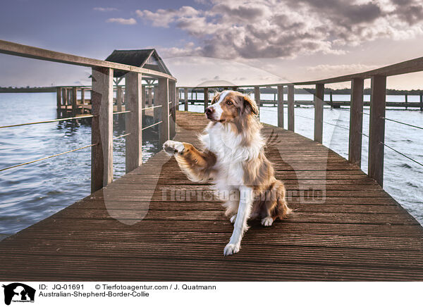 Australian-Shepherd-Border-Collie / Australian-Shepherd-Border-Collie / JQ-01691