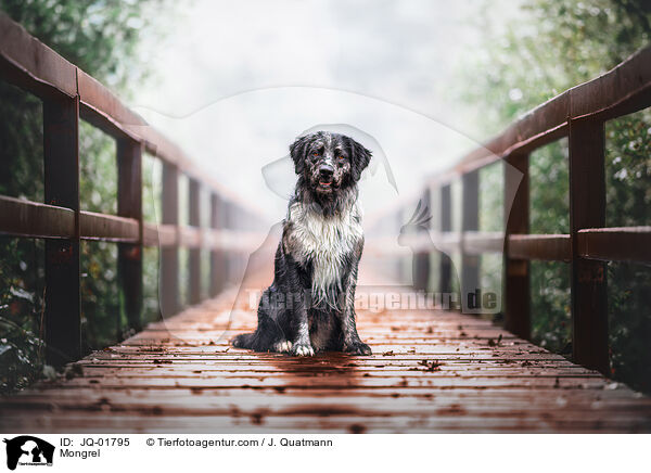 Mischling / Mongrel / JQ-01795