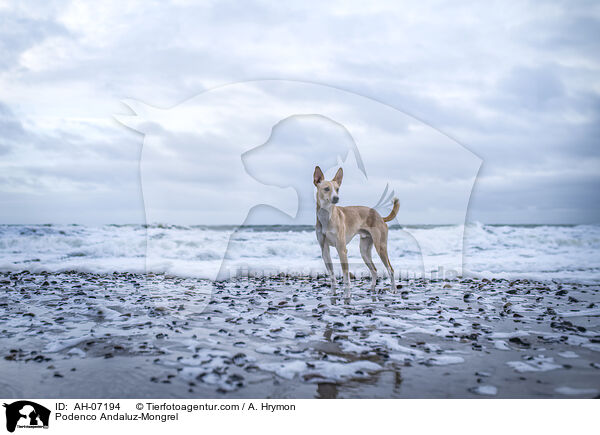 Podenco Andaluz-Mischling / Podenco Andaluz-Mongrel / AH-07194