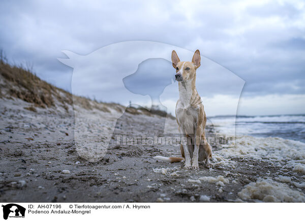 Podenco Andaluz-Mischling / Podenco Andaluz-Mongrel / AH-07196