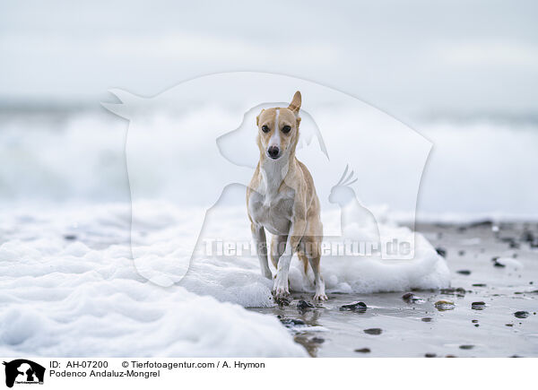 Podenco Andaluz-Mischling / Podenco Andaluz-Mongrel / AH-07200