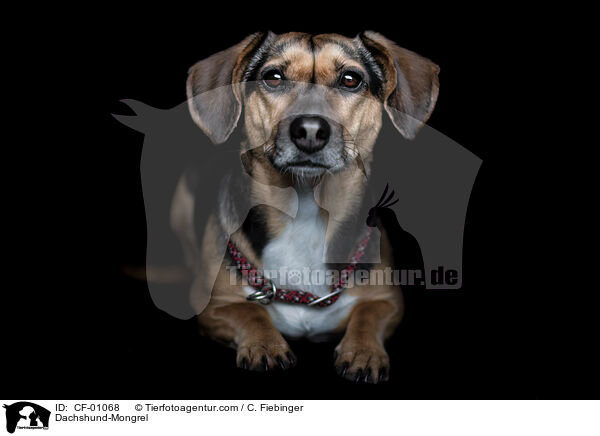 Dackel-Mischling / Dachshund-Mongrel / CF-01068