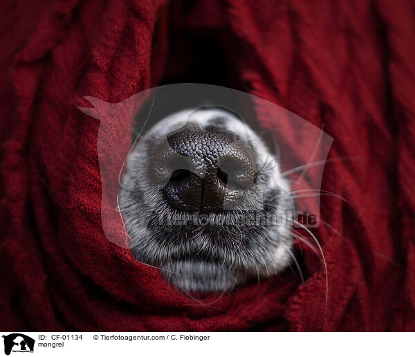Mischling / mongrel / CF-01134