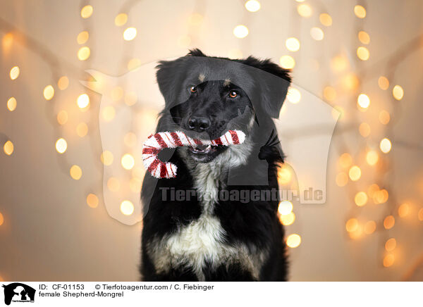 Schferhund-Mischling Hndin / female Shepherd-Mongrel / CF-01153