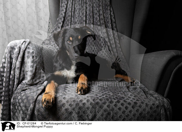Shepherd-Mongrel Puppy / CF-01284