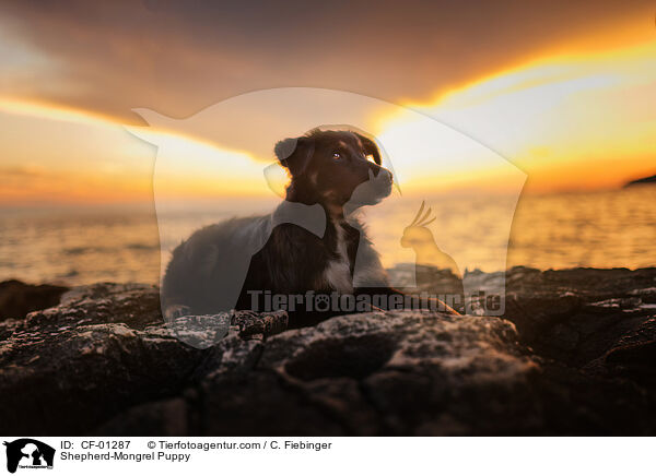 Shepherd-Mongrel Puppy / CF-01287