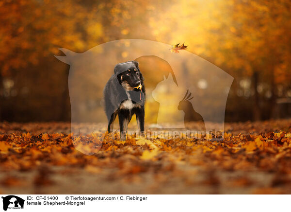 Schferhund-Mischling Hndin / female Shepherd-Mongrel / CF-01400