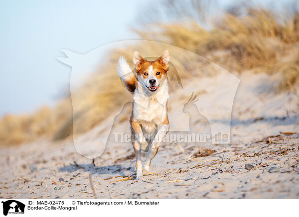 Border-Collie-Mischling / Border-Collie-Mongrel / MAB-02475