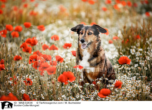 Border-Collie-Mischling / Border-Collie-Mongrel / MAB-02636