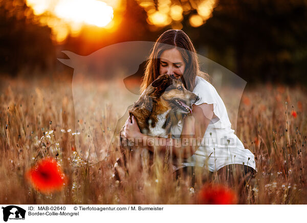 Border-Collie-Mischling / Border-Collie-Mongrel / MAB-02640