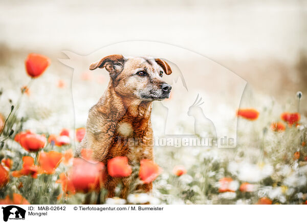 Mischling / Mongrel / MAB-02642