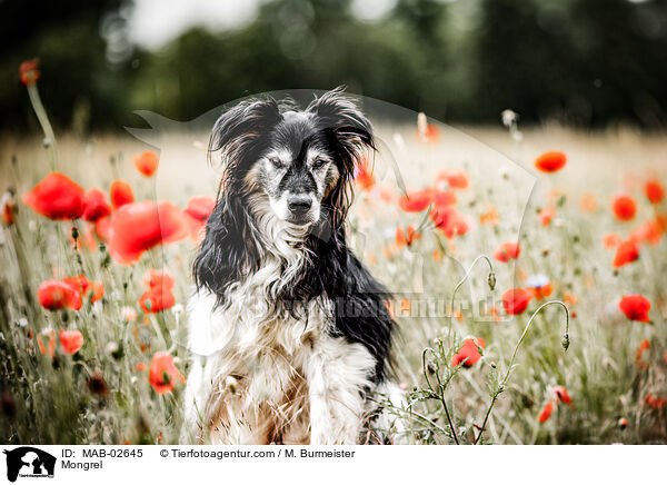 Mischling / Mongrel / MAB-02645